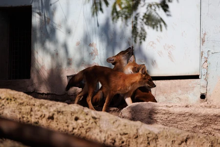 Pack of Wild Dogs