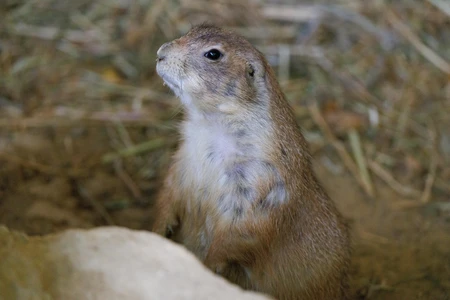 Alert Prairie Dog
