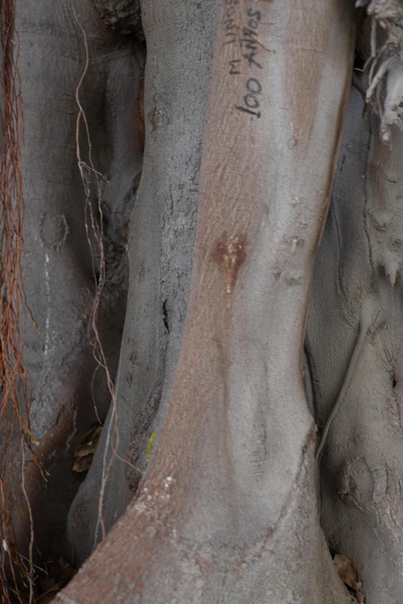 Intricate Tree Bark