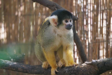 Squirrel Monkey on a Branch