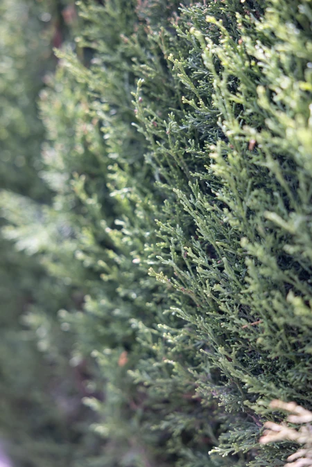 Close-up of Evergreen Foliage