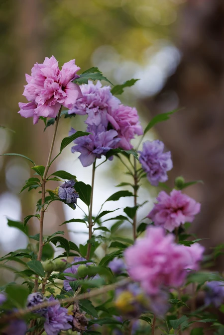 Vibrant Blooms
