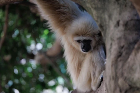 Gibbon in the Trees