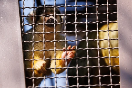Squirrel Monkey Behind Bars