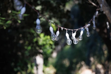 String Lights in Nature