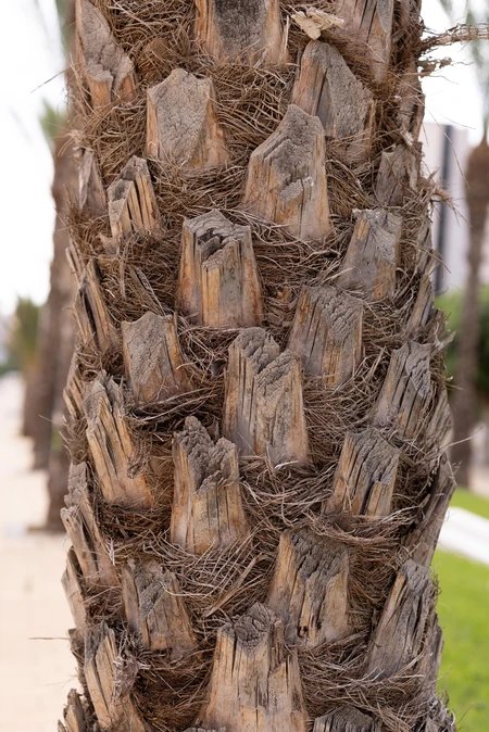 Close-Up of Textured Palm Tree