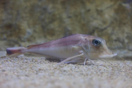 Aquarium Fish
