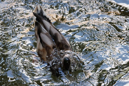 Duck Diving in Water