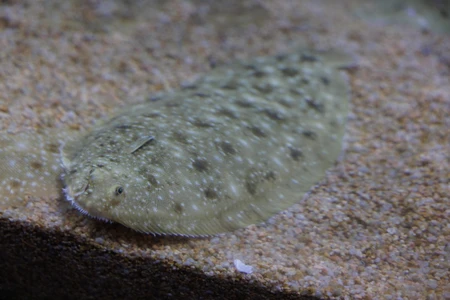 Flatfish on Sand Bed