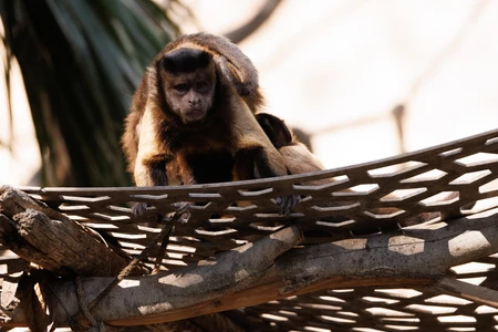 Monkey Resting on a Branch
