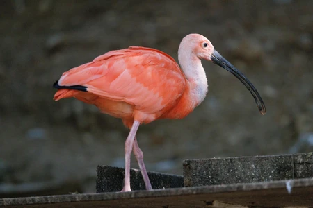 Scarlet Ibis in Natural Habitat