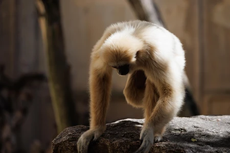 Contemplative Ape in its Habitat
