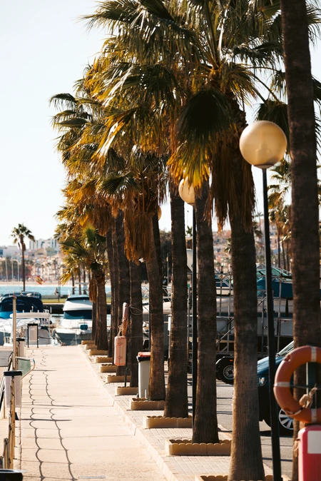 Palm Tree Promenade by the Harbor