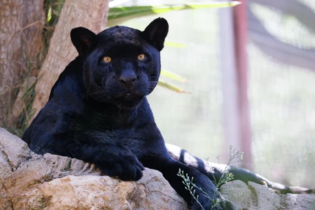 Majestic Black Panther