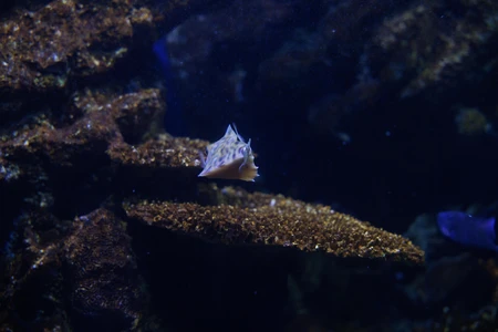 Aquatic Life in the Deep