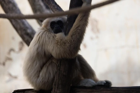Gibbon on a Tree