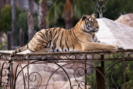 Majestic Tiger Resting