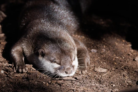 Resting Otter