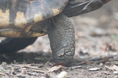 Tortoise Close-up
