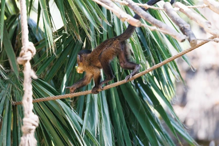 Monkey Balancing on Rope