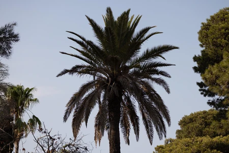 Palm Tree Silhouette