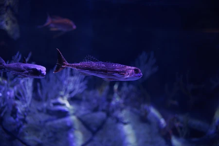 Underwater Aquarium Scene