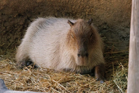 Resting Capybara