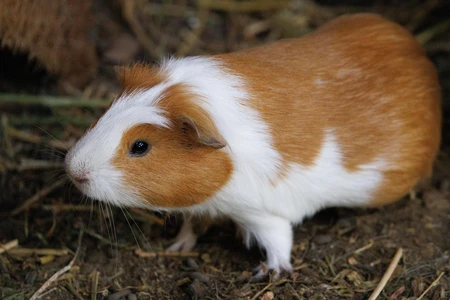 Guinea Pig in Natural Habitat