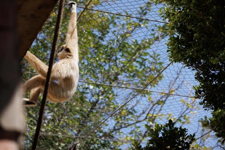 Monkey Hanging on Wire Fence