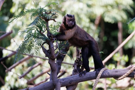 Monkey in Natural Habitat