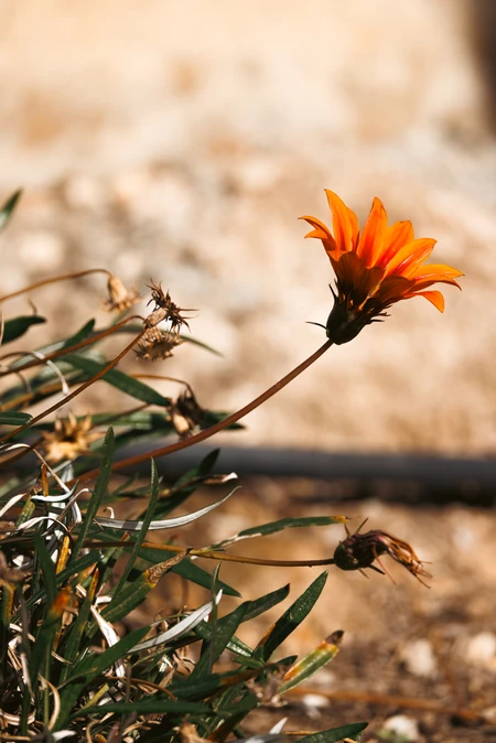 Solitary Flower in Sunlight
