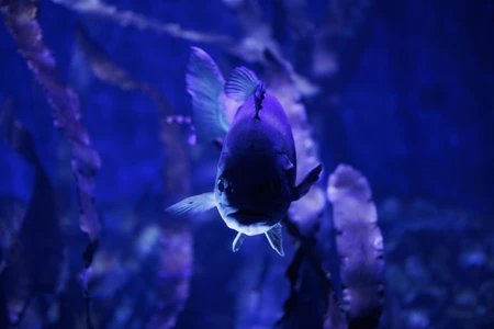 Aquatic Serenity