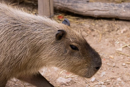 Capybara in the Wild