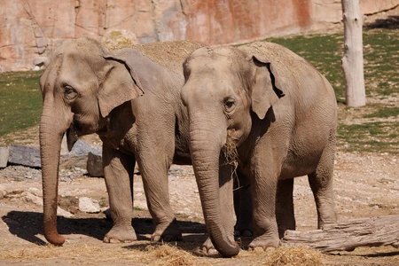 Elephants in a Habitat