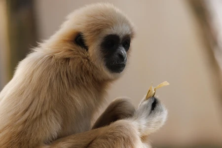 Contemplative Primate
