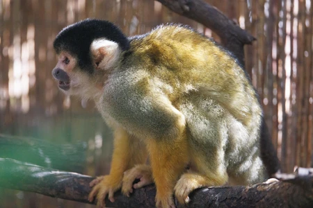 Squirrel Monkey on a Branch