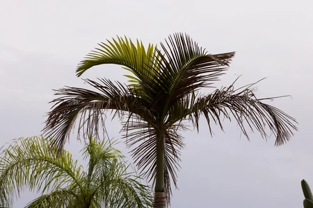 Tropical Palm