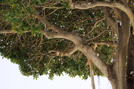 Lush Tree Canopy