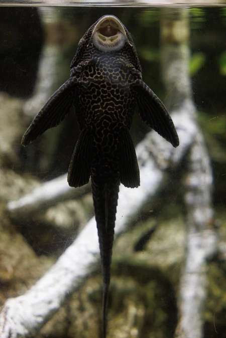 Aquarium Fish with Unique Pattern