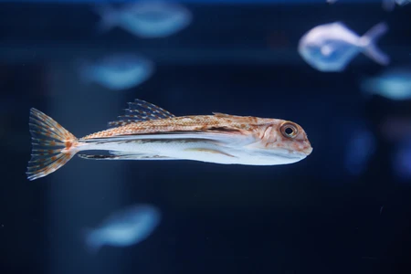 Fish Swimming Underwater