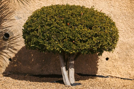 Pruned Tree Against Stone Wall