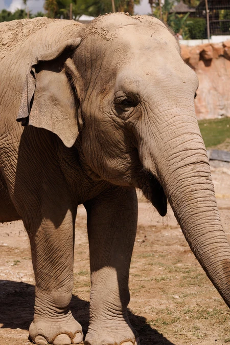 Majestic Elephant
