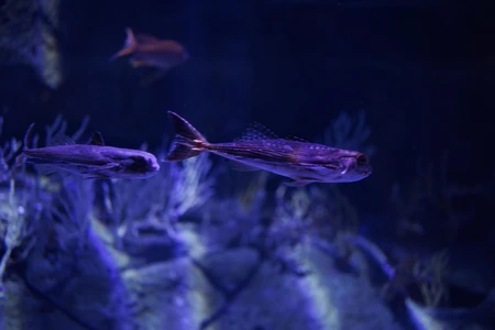 Underwater Serenity