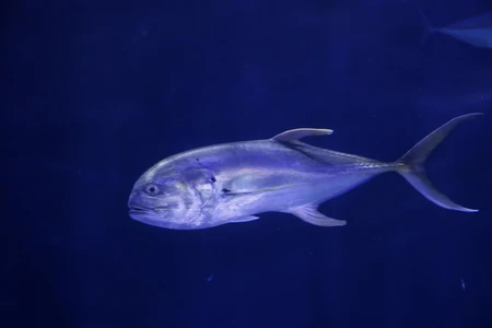 Serene Underwater Fish