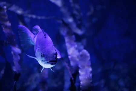 Majestic Fish in Blue Waters