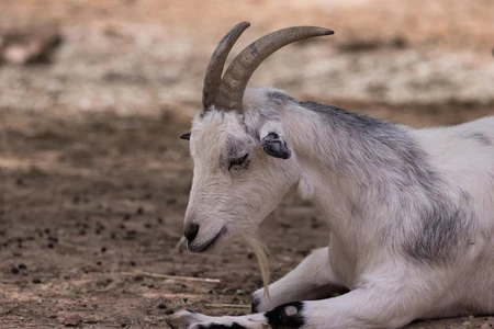 Goat Resting