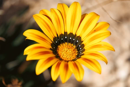 Vibrant Yellow Flower Close-up