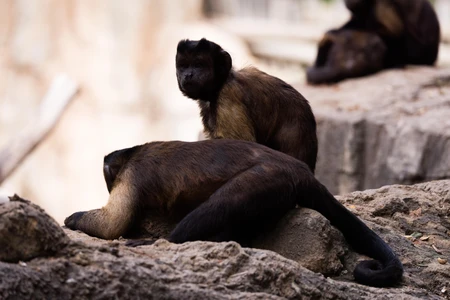 Monkeys on Rocks