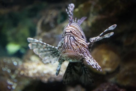 Aquatic Beauty
