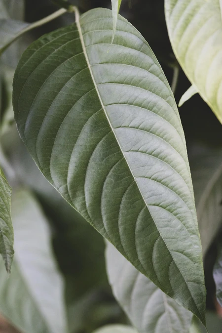 Close-Up of Leaf Texture